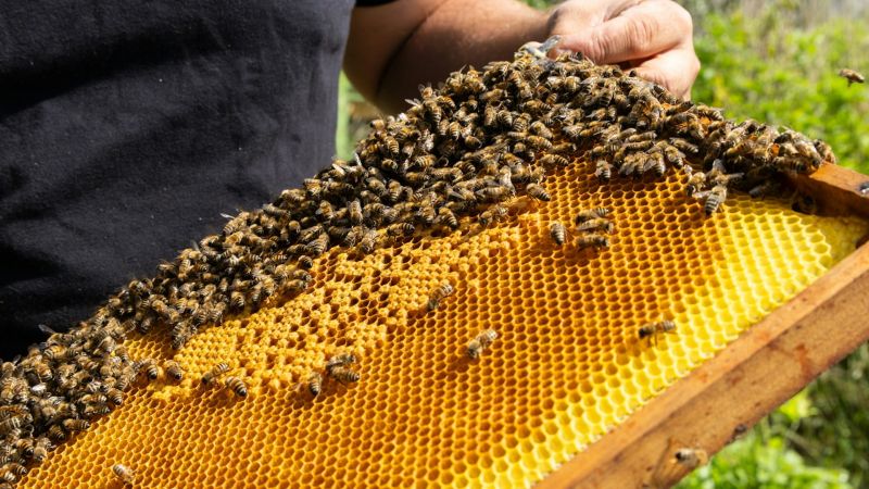 Apicoltura calabrese, costituita la prima organizzazione di produttori