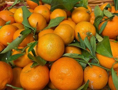 L’oro arancio dello Ionio, torna il Clementina Festival