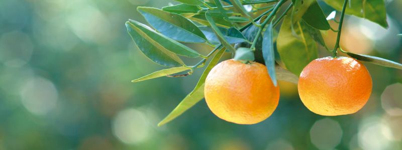 La Clementina comune di Calabria Igp, indiscussa regina degli agrumi