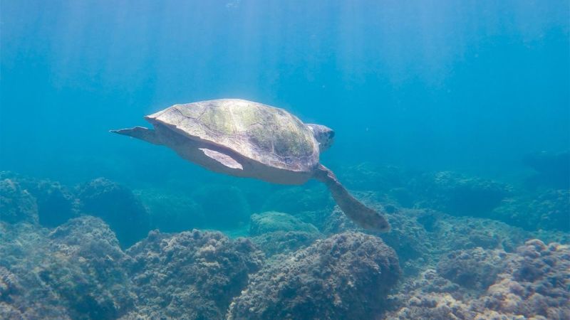 367438619 672242828264012 3630679080780775750 n PhotoRoom 3d628c41 - Rea, la tartaruga soccorsa a Brancaleone ritorna in mare - 1 Rea, la tartaruga soccorsa a Brancaleone ritorna in mare
