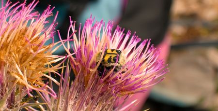 Pollino trichius fasciatus francesco rotondaro cover 3eaafa45 - Meraviglie di Calabria - 27