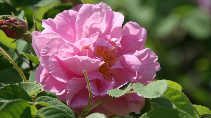 I fiori di Federico II, a Roseto Capo Spulico nasce il Labirinto delle Rose
