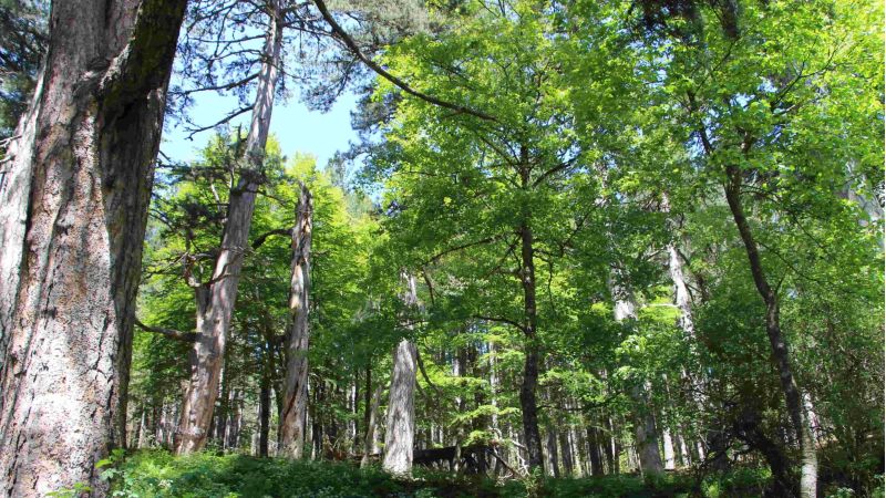 Anticipo di primavera, apertura straordinaria ai Giganti della Sila