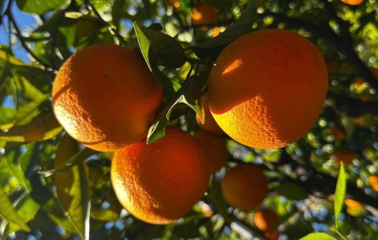 Arancio biondo di trebisacce cover 3ff69fd6 - Meraviglie di Calabria - 3