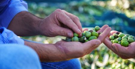 Olive uliveto 3f233941 - Meraviglie di Calabria - 11