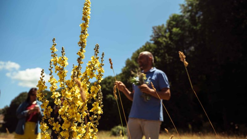 Tutto il patrimonio botanico del Parco in “Pollino Cocktail Camp”