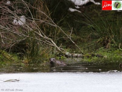 Il ritorno della regina dei fiumi, la lontra riappare tra i boschi della Sila