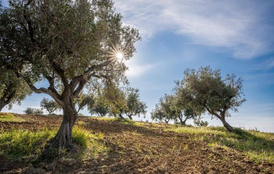 Agrocalabria veduta alberi 3 403815e2 - Meraviglie di Calabria - 1