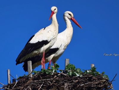 Stessa rotta stesso nido, la cicogna Katrin è tornata in Calabria