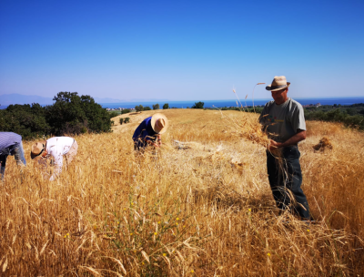 Nella Sila Greca è tempo di mietitura a mano come nel passato – VIDEO