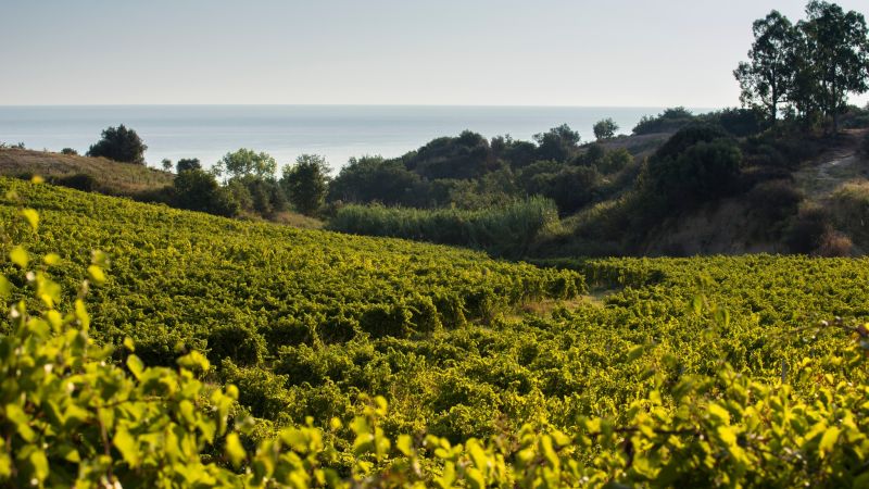 Vigneto librandi ciro 41ca1f88 - Vino, la Cantina Librandi pubblica il Bilancio di sostenibilità - 1 Vino, la Cantina Librandi pubblica il Bilancio di sostenibilitÃ