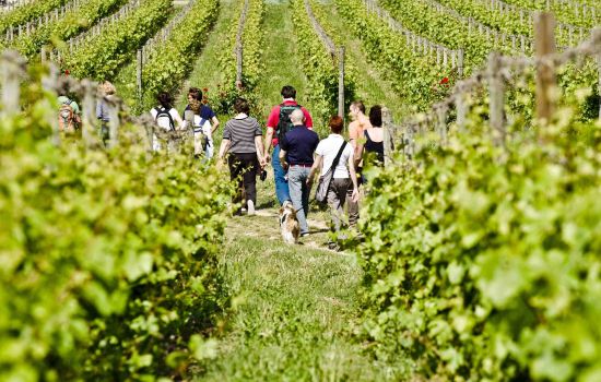Vino Wine trekking in Franciacorta ph F.Cattabiani 41a65ab9 - Meraviglie di Calabria - 1