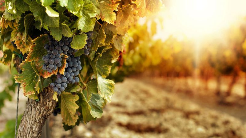 foto vigneto 411e5d40 - San Martino, e quel suo gesto di carità che diventa valore e tradizione nella festa del vino - 1 San Martino, e quel suo gesto di carità che diventa valore e tradizione nella festa del vino