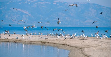mare laghi sibari uccelli 415f135a - Meraviglie di Calabria - 8