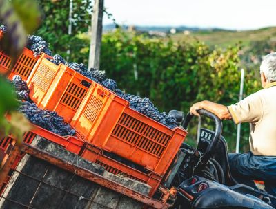 Agosto tempo di mare, ma anche tempo di vendemmia