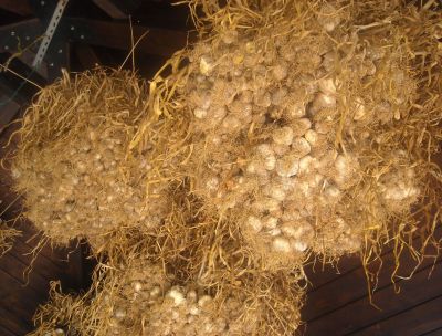 Aglio di Laino Borgo, storia di biodiversità tra le eccellenze italiane