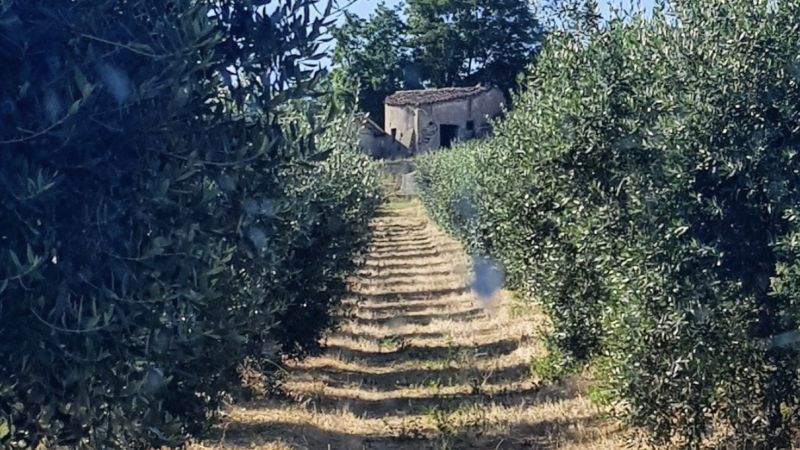 Agricola Doria 1 e1680130650977 428270b4 - Calo di Presenze negli Agriturismi: la Calabria resiste - 1 Calo di Presenze negli Agriturismi: la Calabria resiste