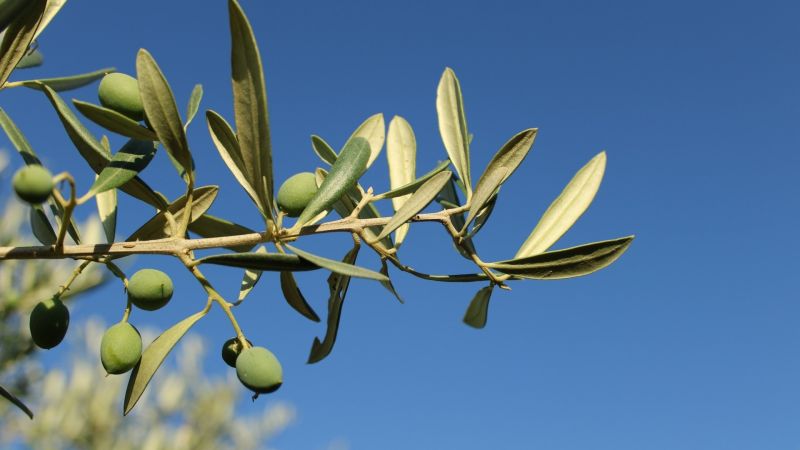 Storia dell’ulivo calabrese divenuto in Puglia simbolo di resistenza