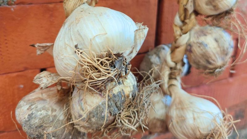 Slow Food, 4 nuovi Presìdi calabresi a Terra Madre Salone del Gusto