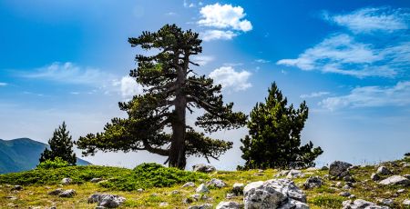Pollino pino loricato 1 4394357c - Meraviglie di Calabria - 31