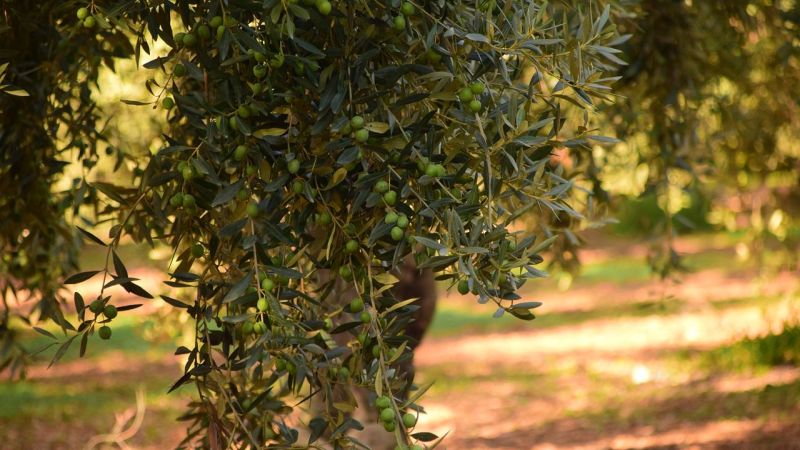 ulivo campo pianta 4349f730 - San Vincenzo La Costa premia l'olio extravergine d’oliva - 1 San Vincenzo La Costa premia l’olio extravergine d’oliva
