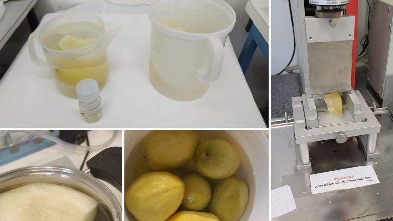421711677 400157519207668 5486745956344578662 n e1706296838628 44f30796 - Il Cedro di Santa Maria oggetto di ricerca del Cnr - 1 Il Cedro di Santa Maria oggetto di ricerca del Cnr