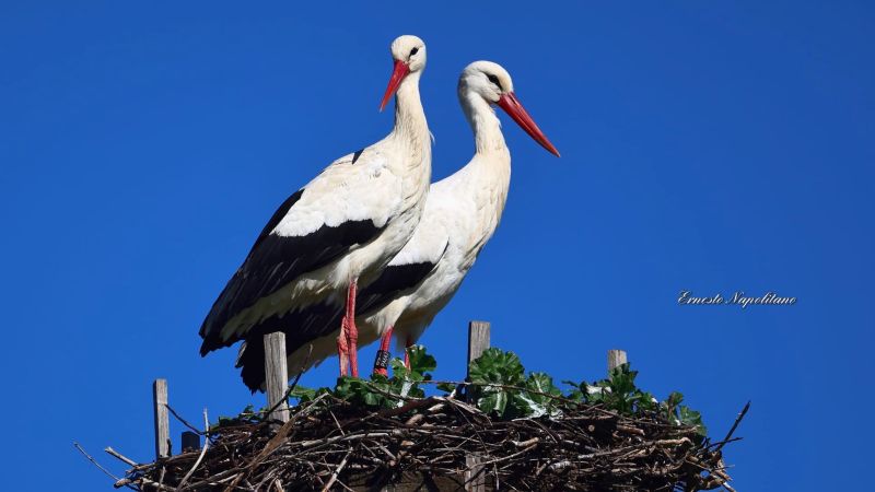 Stessa rotta stesso nido, la cicogna Katrin è tornata in Calabria