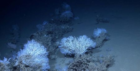 Mare progetto MER scaled e1761476551496 442aab2b - Meraviglie di Calabria - 45