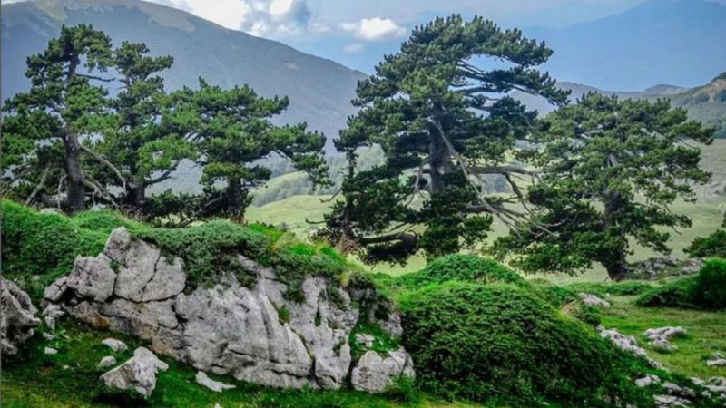 WhatsApp Image 2024 06 15 at 18.39.00 45966e96 - Sentieri e sapori: il Parco Nazionale del Pollino, dove la natura incontra la tavola - 1 Sentieri e sapori: il Parco Nazionale del Pollino, dove la natura incontra la tavola