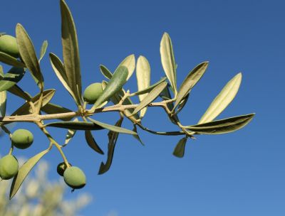 Storia dell’ulivo calabrese divenuto in Puglia simbolo di resistenza