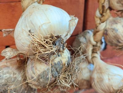 Slow Food, 4 nuovi Presìdi calabresi a Terra Madre Salone del Gusto