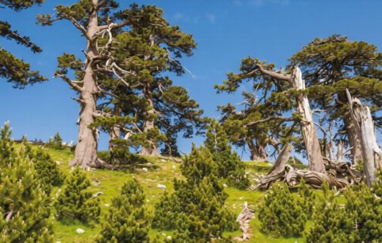 Pollino ph visitpollino.it 5 4787728c - Meraviglie di Calabria - 7