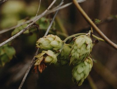 La scienza studia il lepone, inimitabile e aromatico luppolo calabrese