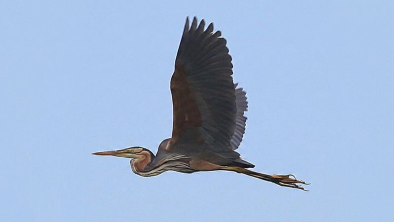 Miracoli della biodiversità, i primi nidi di Airone rosso in Sila