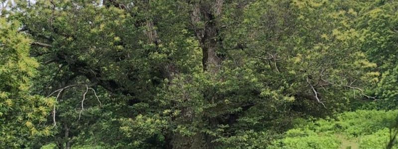 A Sersale sul sentiero del Gigante Buono