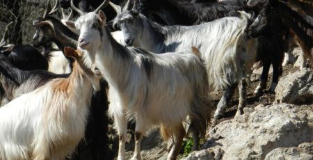 capre 1 4a82bdba - Meraviglie di Calabria - 31