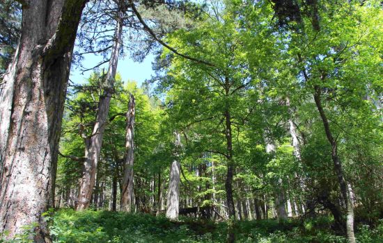 giganti della sila ph FAI 1 scaled 4b026427 - Meraviglie di Calabria - 1