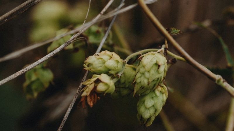 La scienza studia il lepone, inimitabile e aromatico luppolo calabrese
