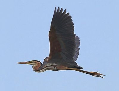 Miracoli della biodiversità, i primi nidi di Airone rosso in Sila