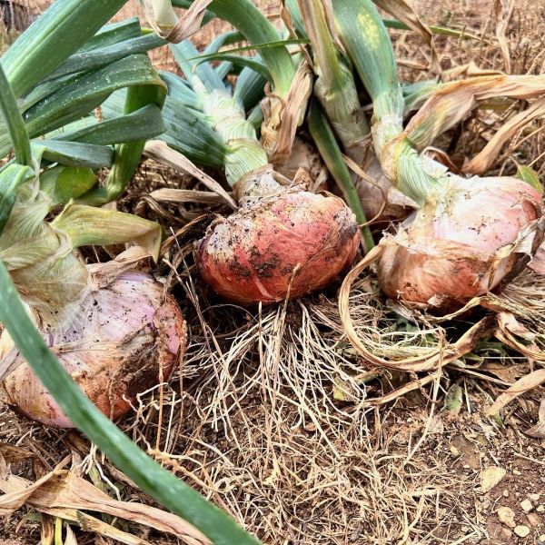 La cipolla bianca di Castrovillari è un nuovo Presidio Slow Food