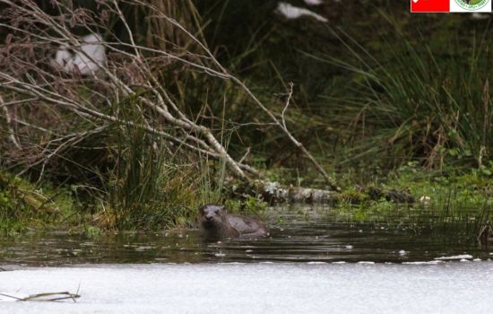 Sila Lontra ph Alfredo Bruno 4e0b71d6 - Meraviglie di Calabria - 1