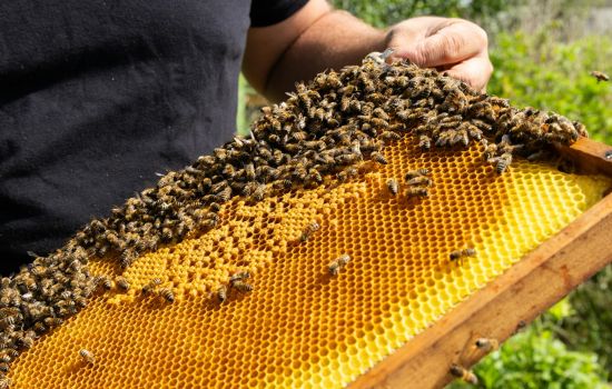 apicoltura 4ec9aeb7 - Meraviglie di Calabria - 1