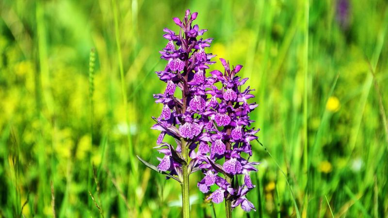 flower 3421864 1280 4ead1773 - Ricercatori da tutto il mondo per studiare le rare orchidee della Calabria - 1 Ricercatori da tutto il mondo per studiare le rare orchidee della Calabria