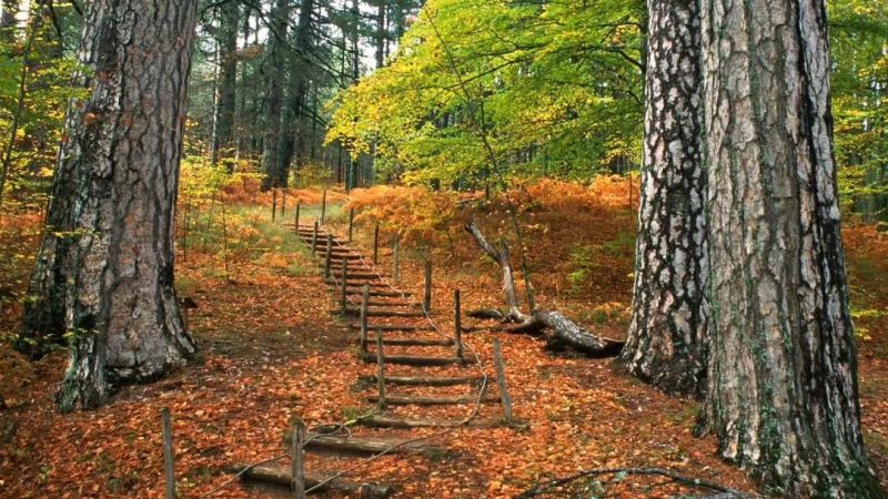 silaboscon 4e4c32ad - Camigliatello, Autunno in Sila: oltre 100mila visitatori - 1 Camigliatello, Autunno in Sila: oltre 100mila visitatori