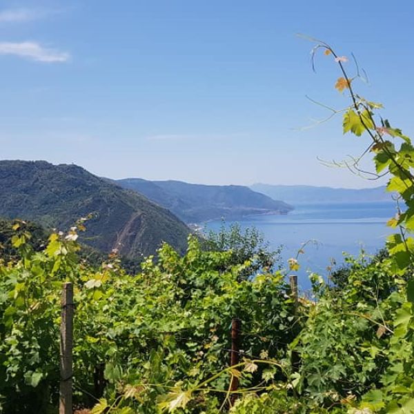 Viticoltura eroica, il prezioso Zibibbo della Costa Viola