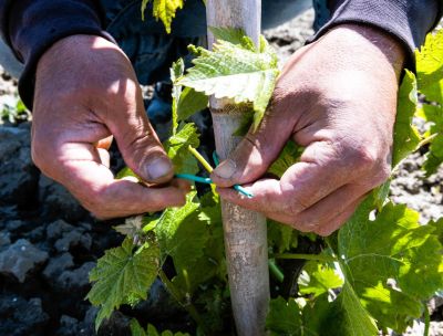 Vini di Strongoli, i primi passi verso il riconoscimento della DOC
