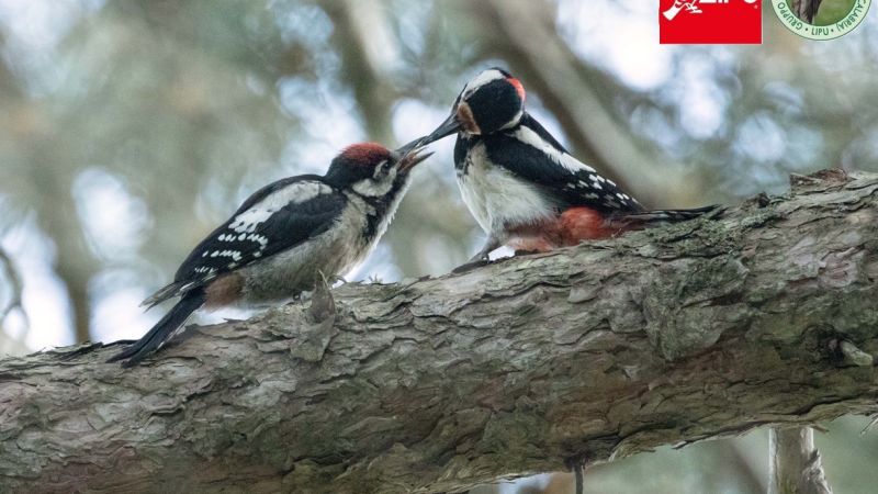 Benvenuti al Sud, i Giganti della Sila scelti da 60 specie di uccelli