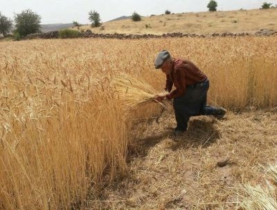 Grani antichi in Calabria, la storia rivive in mezzo ai campi