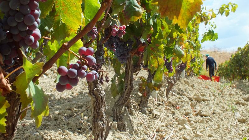 Vigneti Ciro 523bb155 - Il Cirò guida i consumi di vino in Calabria: i dati Circana per Vinitaly - 1 Il Cirò guida i consumi di vino in Calabria: i dati Circana per Vinitaly