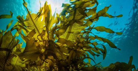 What is the Best Macroalgae for a Reef Tank 52ce708e - Meraviglie di Calabria - 31
